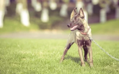 Accident causé par un animal : qui doit vous indemniser ?