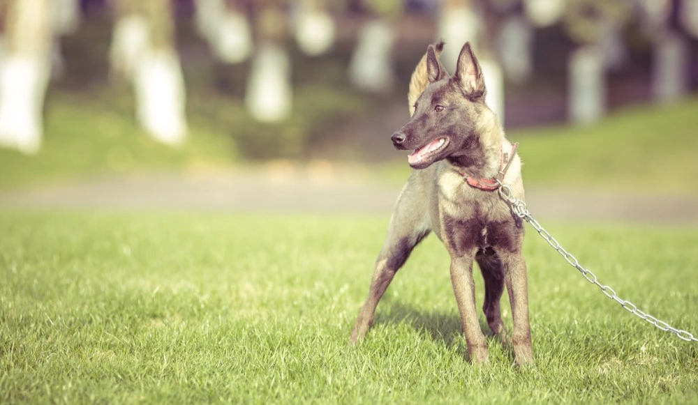 Photo d'un chien attaché par une chaine, représentant un animal pouvant causer un accident